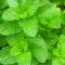 Mint Leaves