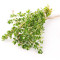 Fresh thyme Fresh thyme