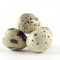 Quail egg Quail egg