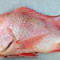 Red snapper